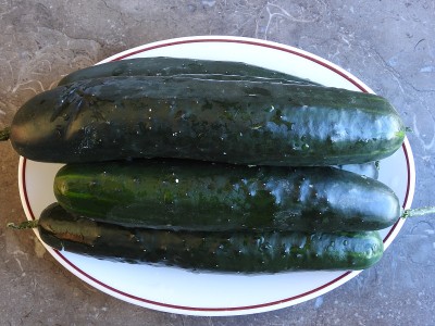 黄瓜