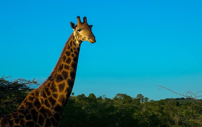 Portrait of Rothschild Giraffe. Scene at a game dr