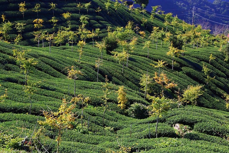 台湾茶园-阿里山