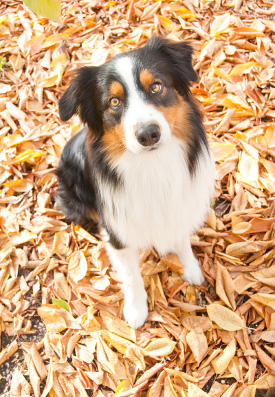 澳大利亚牧羊犬
