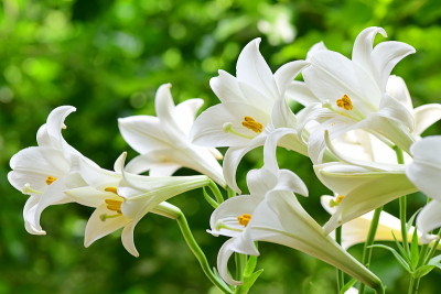 白百合的花