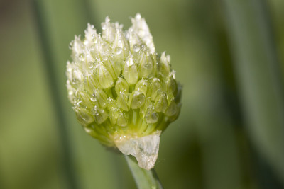 Waterdrops