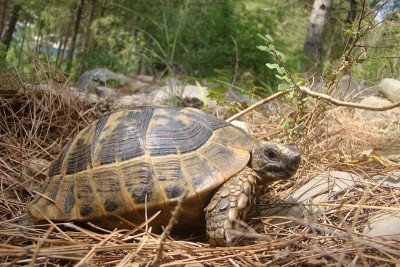 ِTortoise -特写
一只小乌龟在土地上行走。
龟行走在野外，树林，夏季森林。
海龟期待。
爬