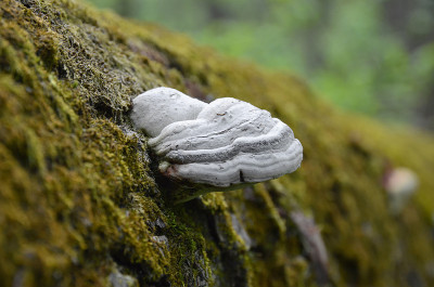 苔藓中的木材多孔真菌