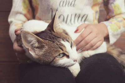 猫