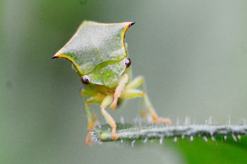 Stictocephala bisonia