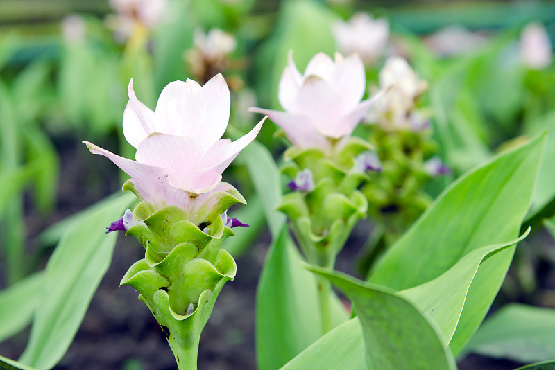 花园里的暹罗郁金香花