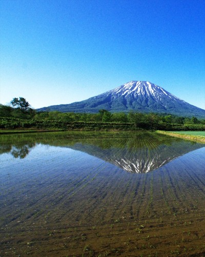 富士山雪羊的残骸