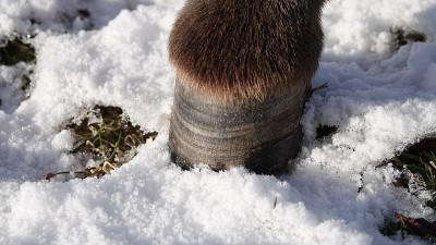 雪地里的驴蹄