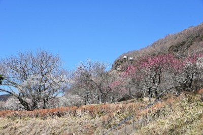 日本梅花花园