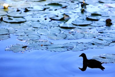 Moorhen。就是Corot之山'Avray的d。Haut-de-Seine。Ile-de-Fra