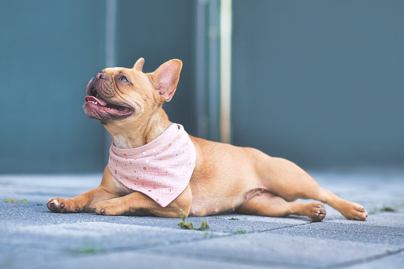 脖子上戴着大手帕的法国斗牛犬