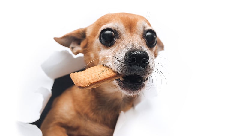 有趣的棕色小狗俄罗斯玩具小猎犬伸手去拿食物，并用牙齿叼着饼干。暴眼鼻口。白纸上有个洞。饥饿和偷窃食物