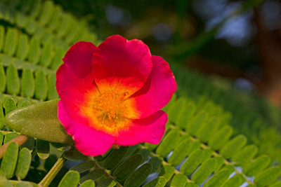 花2