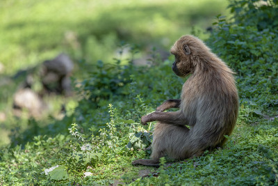 Monkey Icy Baboons (Icy Theropithecus).