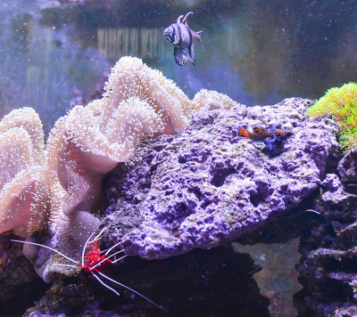 珊瑚礁缸，海洋水族馆，充满了鱼类和植物。