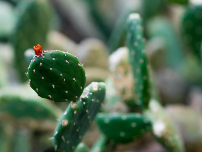 Opuntia quitensis，仙人掌