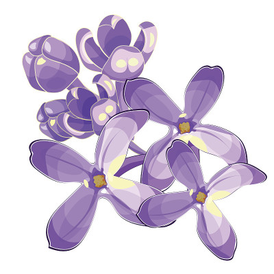 Lilac branch flowers blooming spring. Vector illus