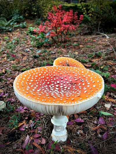 蘑菇
