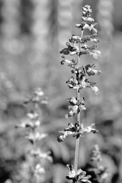 celosia argentea