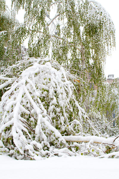 雪下的断树