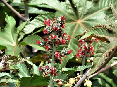 蓖麻或蓖麻油开花。
