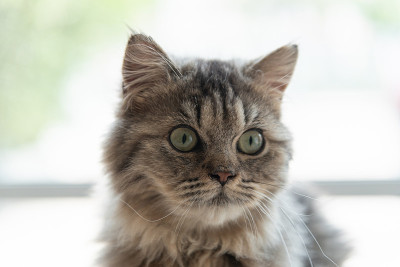 钦奇利亚波斯猫