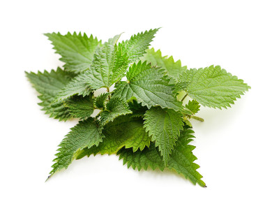 开花的绿色荨麻。
