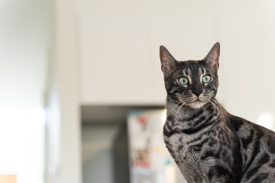 猫环顾四周