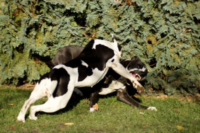 两个斗牛犬玩
