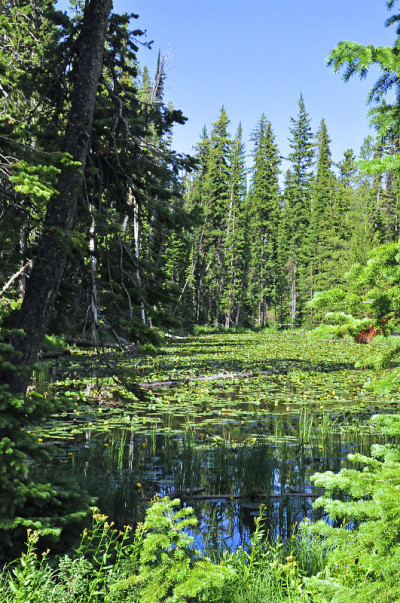 高山Pond-Yellowstone,怀俄明