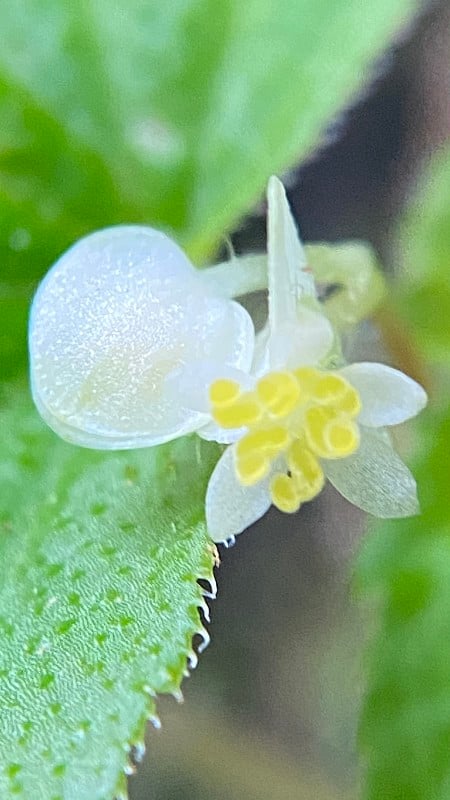 热带雨林中一株白色野生海棠/旋花海棠