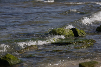 海