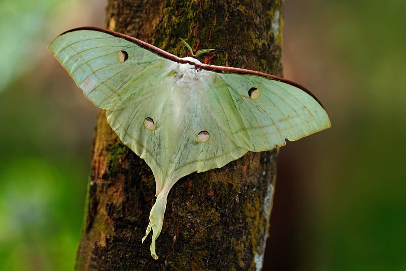 印度月蛾或印度月蛾，Actias selene，白色蝴蝶，在自然栖息地，坐在树干上，斯里兰卡