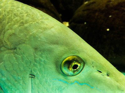 水族馆里的海鱼