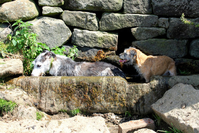 蓝山鸟猎犬和边境猎犬躺在石槽里