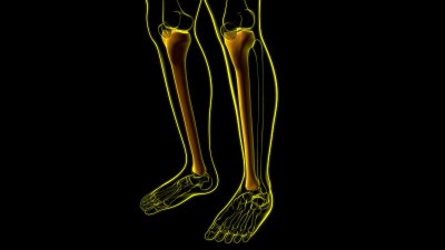 人体骨骼解剖胫骨骨三维渲染