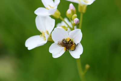 野蜜蜂