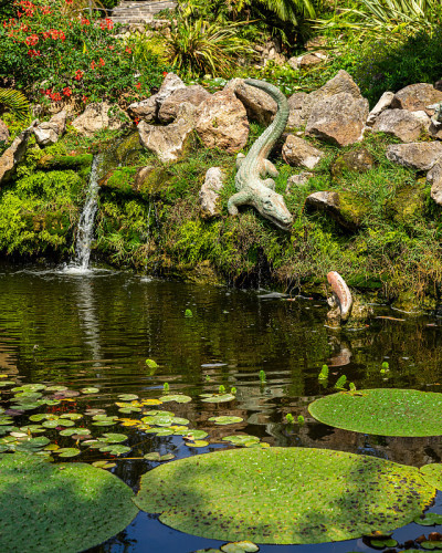风景秀丽的鳄鱼池塘与水生植物在拉莫特拉花园，福里奥，伊斯基亚，意大利