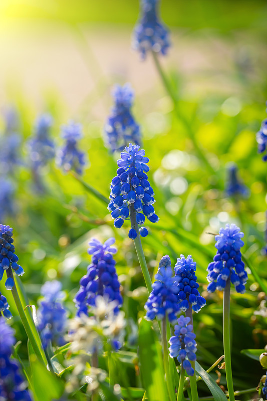 葡萄风信子的花合起来。