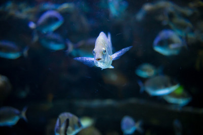 在水族馆珊瑚礁上的热带鱼的照片
