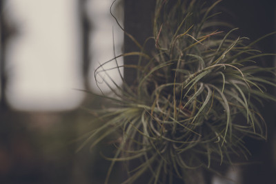 Tillandsia Ionantha的特写;复古风格。