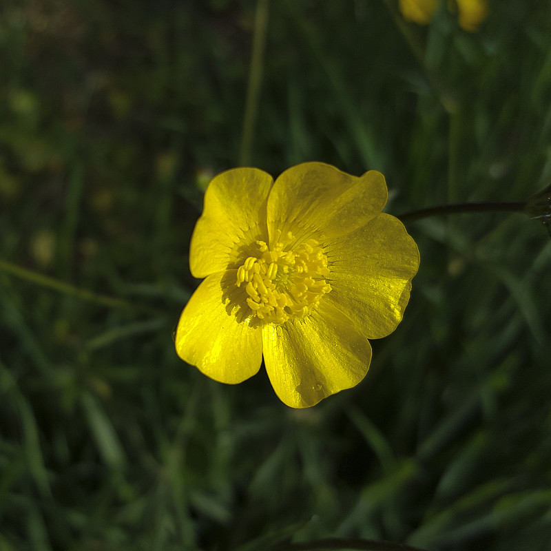 草甸毛茛花;特写镜头