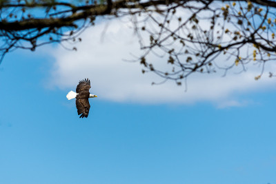 一只白头秃鹰(Haliaeetus leucocephalus)在多云的天空中飞翔