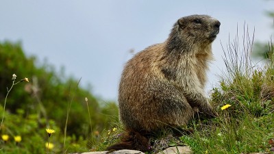山里的野生土拨鼠