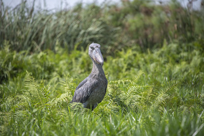 Shoebill Stork在乌干达报道