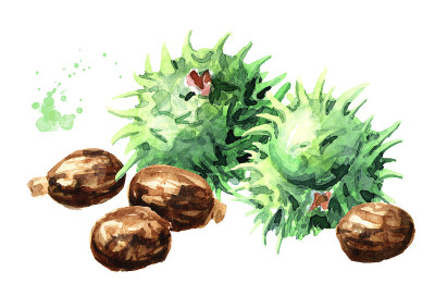 绿蓖麻和种子。水彩手绘插图孤立的白色背景