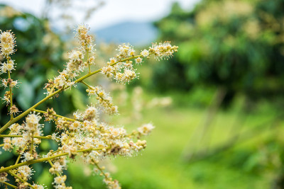 花园里的龙眼花