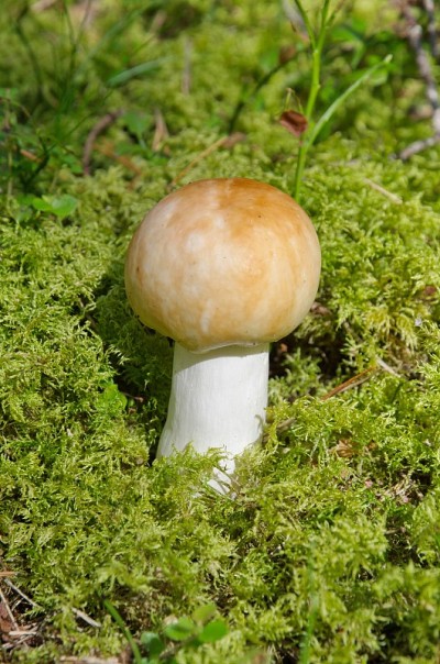 红菇生长在树林里