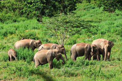 家庭野生elephents